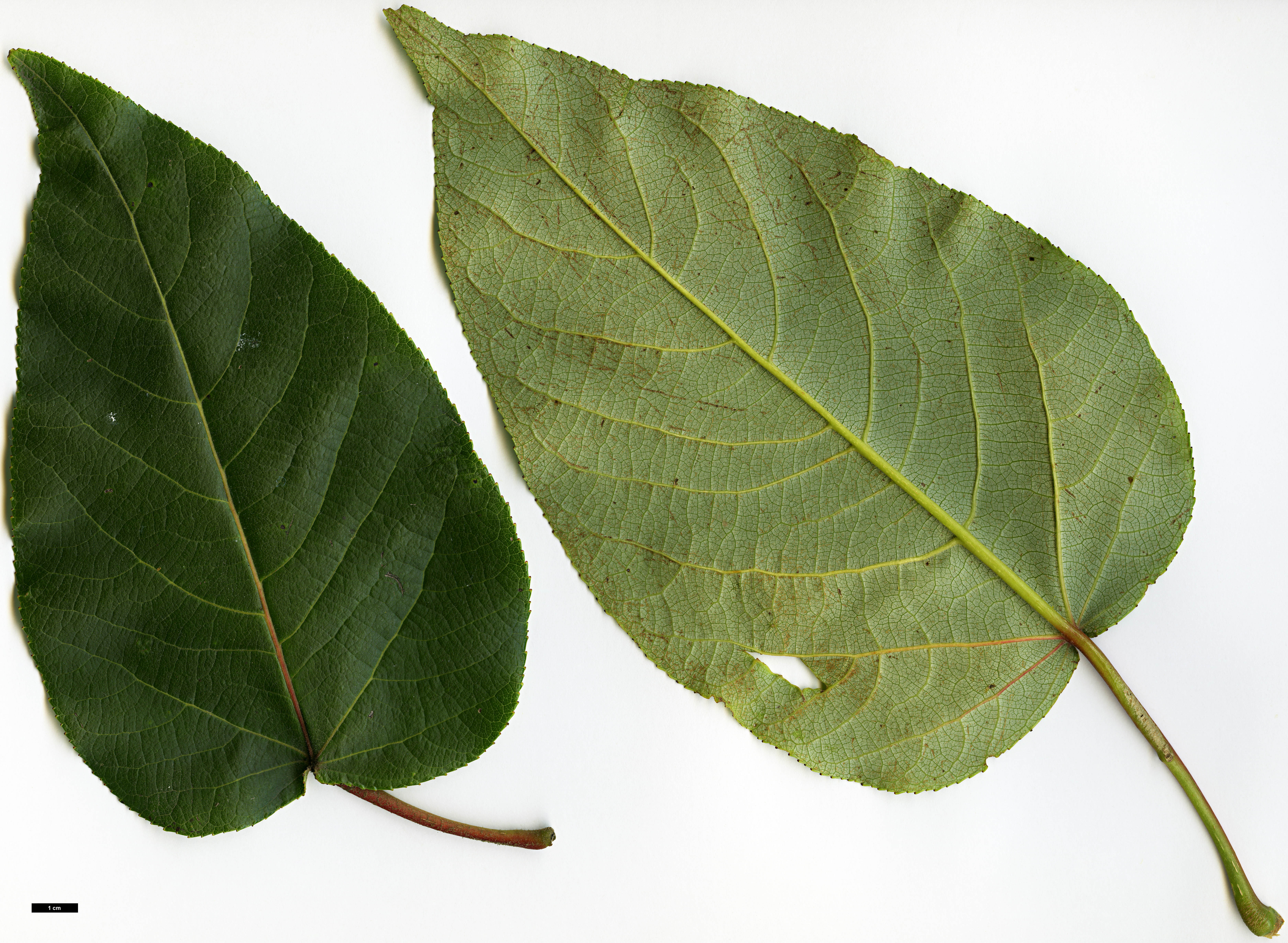 High resolution image: Family: Salicaceae - Genus: Populus - Taxon: szechuanica var. tibetica